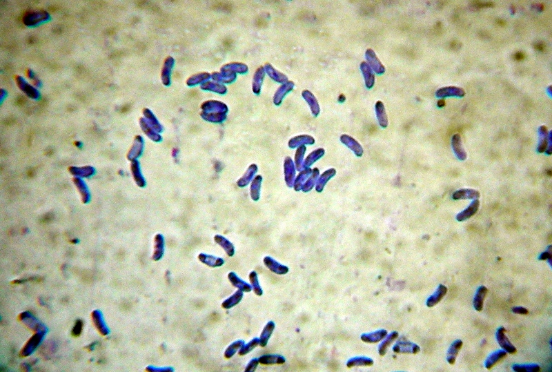Sfida al microscopio!!